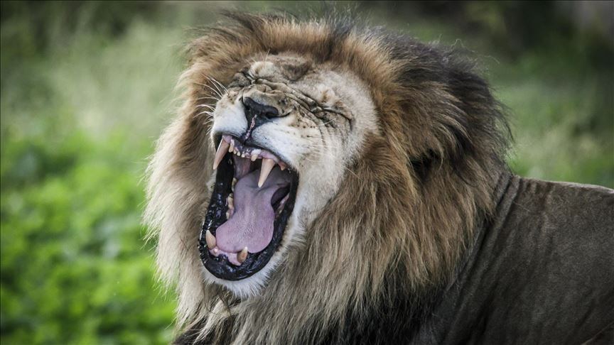 Terror en zoológico por la huida de varios leones de su recinto en  Australia - El Espectador de Caracas