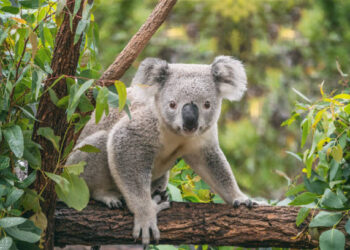 Koala on eucalyptus tree outdoor in Australia.